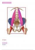 Anatomie : myologie - getekende spieren van het onderste lidmaat 