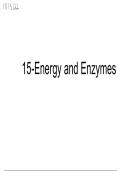Enzymes Overview 