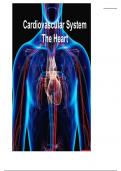 Cardiovascular System and the Heart