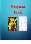 Gram positive bacteria
