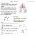 Fiches de révisions - PASS Anatomie 