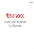Neisseriae genus