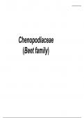 Chenopodiaceae 