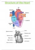 OCR A/AS-Level Biology 3.2.4 Structure of the Heart