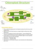 OCR A-Level Biology 5.6.2 Chloroplast Structure