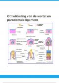 Tandheelkunde ontwikkeling wortel en paradontale ligament