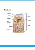 Tandheelkunde Cement