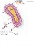 Samenvatting medische microbiologie: bacteriologie 2BLC