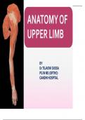 Lower and upper limbs anatomy 
