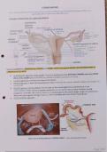 MBBS Uterine anatomy and gynaecological procedures revision notes