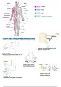 The Musculoskeletal System Notes