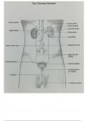 Urinary System Diagrams