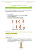 Apuntes Anatomía - Miología (Músculos)