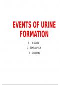 Events of Urine formation