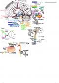 Neuro Anatomy 