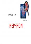 Summary of Nephron