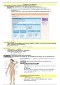 Samenvatting Anatomie en Fysiologie: Lymfevatenstelsel