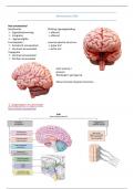 Anatomie van het hoofd & de hersenen (LP6)