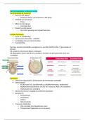 Het hormoonstelsel (endocrien stelsel)
