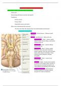 Introduction to Anatomy and Physiology  Fall 2023 Test 5: Nervous system/General and Special Senses Review