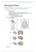 College aantekeningen Neuropsychologie (P_BNEUROP) 