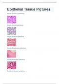 LATEST 2024 Epithelial Tissue Pictures