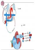 anatomie de l'appareil circulatoire
