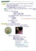 Biology 207 Exam 1 Handwritten Notes-  Bacteriophage