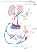 anatomie du systeme circulatoire 3