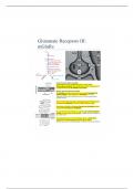 NSC 4363- Glutamate Receptors Notes