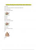 Anatomy & Physiology II Lab Exam #2 Study Guide Verified Answers