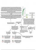 GCE CCEA Biology - Chapter 3 - Coordination and control in plants mindmap