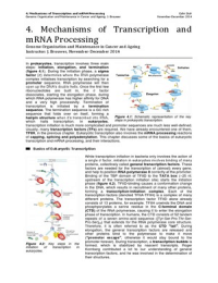 GCA: 4. Mechanisms of Transcription and mRNA Processing