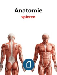 anatomie spieren
