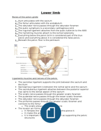 Anatomy of the hip and thigh 