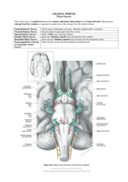 Oculaire Anatomie en Fysiologie, Jaar 1