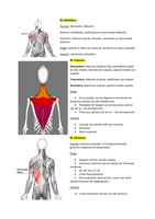 Anatomie in VIVO bovenste extremiteit; origo, insertie en functie met plaatjes