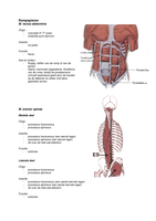 Samenvatting spieren anatomie