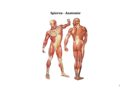 Spieren van het menselijk lichaam: de onderste extremiteit, bovenste extremiteit en romp. Met origo, insertie, functie en innervatie.