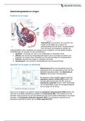 Samenvatting Bloedsomloop en ademhalingsstelsel GZW1022