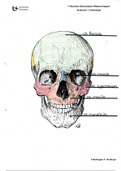 Osteologie atlas deel Schedel