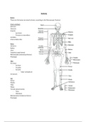 BBS1004 Anatomy