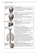 Uitwerkingen informatie spieren Anatomie Blok 1C 
