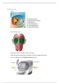 Anatomie Oog overzichtelijke weergave - week 1 [hoorcollege en practicum]