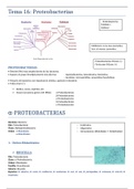 Tema 16 Microbiología
