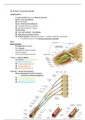 Anatomie Blok 3 Innervatie schouder leerjaar 1