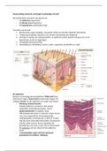 Samenvatting anatomie, fysiologie en pathologie van de huid