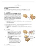 Anatomy of the brain 