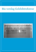VWO Biologie verslag practicum gelelektroforese 