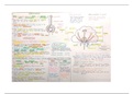 Plant Reproduction Mind map